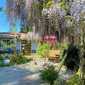 Wisteria Ganges